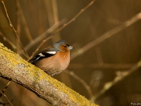 15 04  Creux de Terre  0005 : Creux de Terre, Oiseaux d'eau
