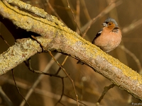 15 04  Creux de Terre  0006 : Creux de Terre, Oiseaux d'eau