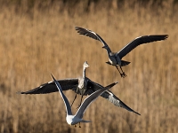 15 04  Creux de Terre  0009 : Creux de Terre, Oiseaux d'eau