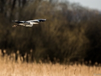 15 04  Creux de Terre  0010 : Creux de Terre, Oiseaux d'eau