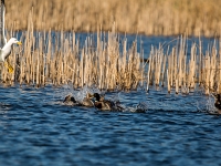 15 04  Creux de Terre  0011 : Creux de Terre, Oiseaux d'eau