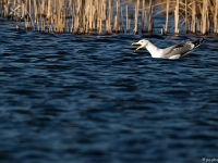 15 04  Creux de Terre  0012 : Creux de Terre, Oiseaux d'eau