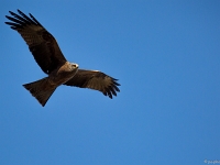 15 04  Creux de Terre  0013 : Creux de Terre, Oiseaux d'eau