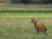 15 07  Creux de Terre  0007