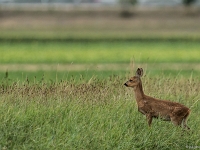 15 07  Creux de Terre  0009