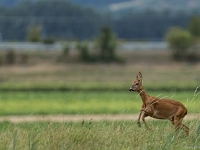 15 07  Creux de Terre  0010