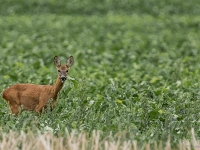 15 07  Creux de Terre  0011