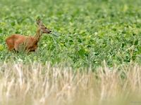 15 07  Creux de Terre  0012