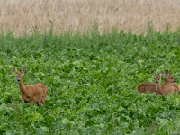 15 07  Creux de Terre  0013