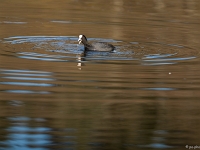 15 04  Etang de la Bressonne  0004 : Etang Bressonne