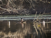 15 04  Etang de la Bressonne  0005 : Etang Bressonne