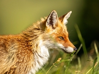 Animaux d&#39;ici et d&#39;ailleurs