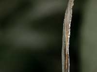 15 02  Givre  0002