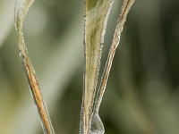 15 02  Givre  0003