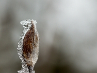 15 02  Givre  0004