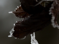 15 02  Givre  0005