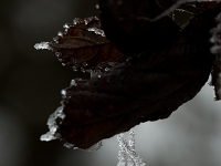 15 02  Givre  0006