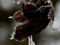 15 02  Givre  0007
