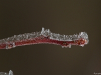 15 02  Givre  0008
