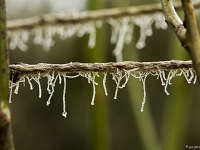 15 02  Givre  0010