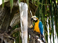 12 10  Rio Negro  0003 : Ara ararauna, Brésil, Navigation, Rio Negro