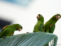 12 10  Rio Negro  0014 : Brésil, Conure, Navigation, Rio Negro