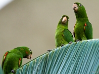 12 10  Rio Negro  0015 : Brésil, Conure, Navigation, Rio Negro