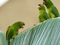 12 10  Rio Negro  0016 : Brésil, Conure, Navigation, Rio Negro