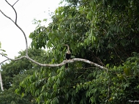 12 10  Rio Negro  0049 : Brésil, Navigation, Oiseau serpent, Rio Negro