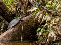 12 10  Rio Negro  0051 : Brésil, Navigation, Rio Negro, Tortue