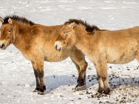 12 02  Juraparc  0001 : Animaux sauvages, Cours, Juraparc, Neige, Zoo, cheval de Przewalski