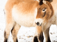 12 02  Juraparc  0002 : Animaux sauvages, Cours, Juraparc, Neige, Zoo, cheval de Przewalski
