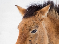 12 02  Juraparc  0003 : Animaux sauvages, Cours, Juraparc, Neige, Zoo, cheval de Przewalski