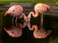 Tropiquarium de Servion