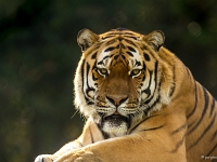 14 09  Zoo de Servion  0001 : Famille, Zoo Servion
