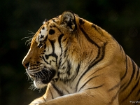 14 09  Zoo de Servion  0002 : Famille, Zoo Servion
