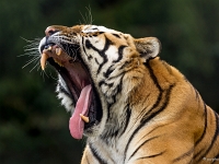 14 09  Zoo de Servion  0003 : Famille, Zoo Servion