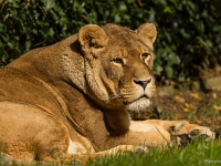 14 09  Zoo de Servion  0005 : Famille, Zoo Servion