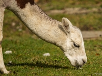 14 09  Zoo de Servion  0014 : Famille, Zoo Servion
