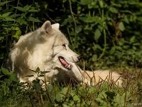 14 09  Zoo de Servion  0015 : Famille, Zoo Servion