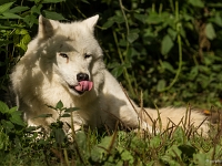 14 09  Zoo de Servion  0016 : Famille, Zoo Servion