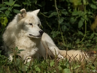 14 09  Zoo de Servion  0018 : Famille, Zoo Servion