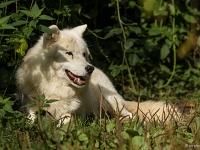 14 09  Zoo de Servion  0019 : Famille, Zoo Servion