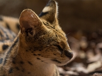 14 09  Zoo de Servion  0030 : Famille, Zoo Servion