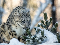 15 01  Zoo Servion  0002 : Animaux, Famille, Hiver, Neige, Panthère des neiges, Zoo Servion