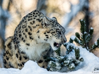 15 01  Zoo Servion  0003 : Animaux, Famille, Hiver, Neige, Panthère des neiges, Zoo Servion