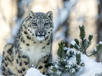15 01  Zoo Servion  0004 : Animaux, Famille, Hiver, Neige, Panthère des neiges, Zoo Servion