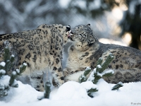 15 01  Zoo Servion  0005 : Animaux, Famille, Hiver, Neige, Panthère des neiges, Zoo Servion
