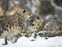 15 01  Zoo Servion  0006 : Animaux, Famille, Hiver, Neige, Panthère des neiges, Zoo Servion