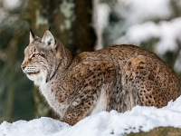 15 01  Zoo Servion  0009 : Animaux, Famille, Hiver, Lynx, Neige, Zoo Servion